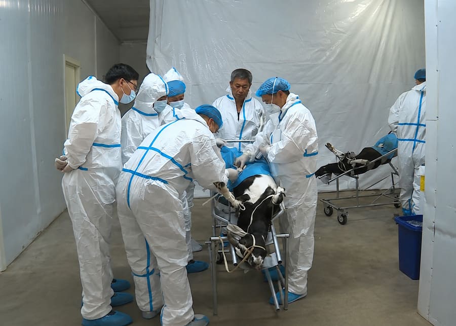 Veterinary team performing laparoscopic goat embryo transfer and flushing procedure in a sterile laboratory environment