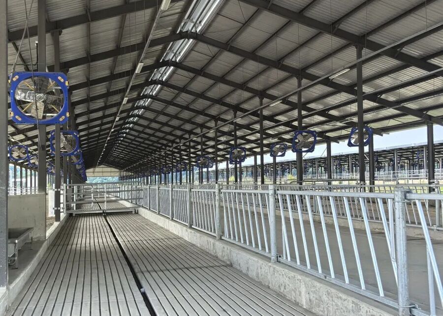 Long grooved concrete alley in a modern dairy barn suitable for rope-driven scrapers