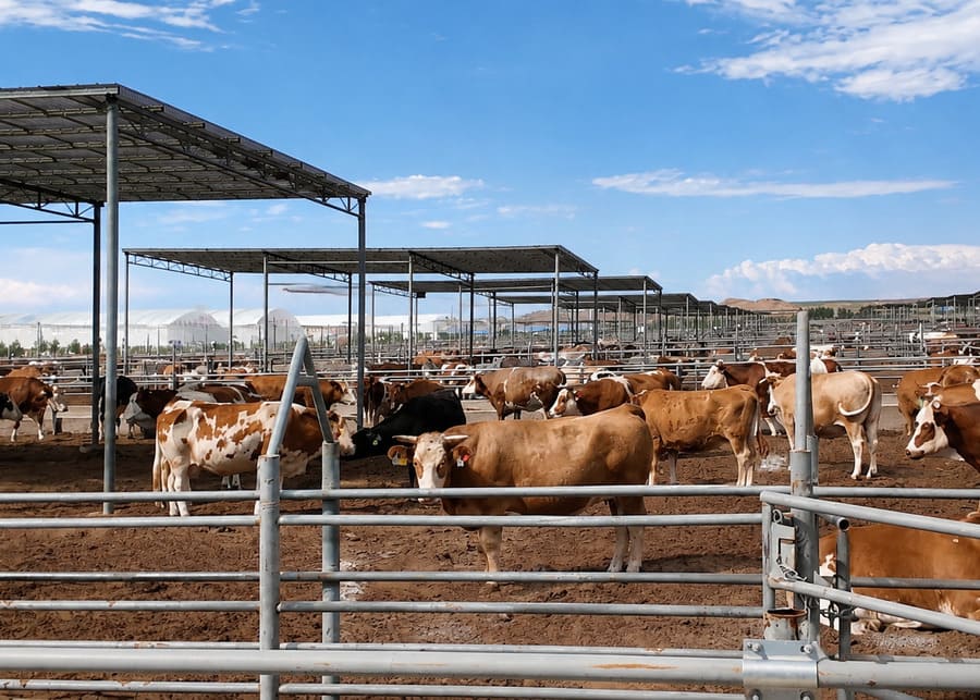 modern selected selected selected selected fattening farm with infrastructure and uniform livestock