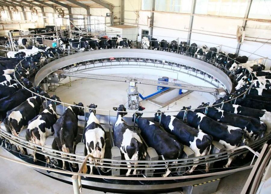 Modern commercial rotary milking parlor system in operation on dairy farm