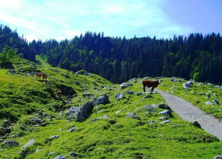 Cattle grazing on a rugged, rocky mountain terrain, highlighting the physical difficulty of manual farm inspection.