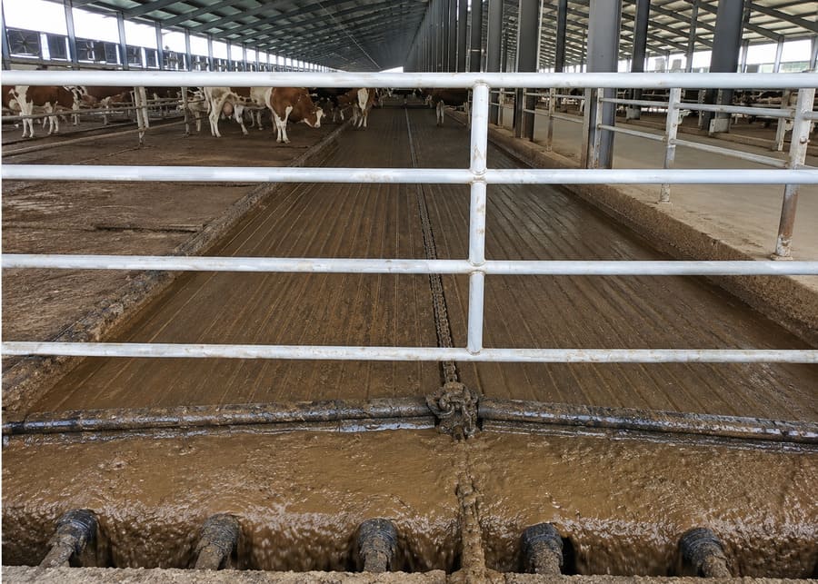 Automatic chain scraper discharging heavy manure load into cross collection pit