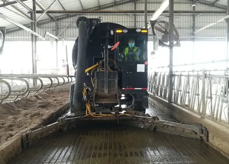 self-propelled manure scraper machine operating in modern cattle fattening barn