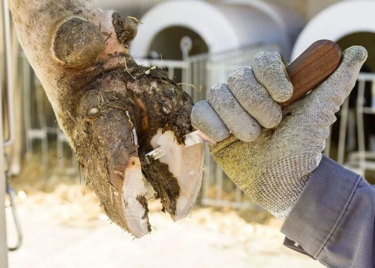 Cattle Foot Rot Treatment: Hoof Care, Footbaths & Prevention Equipment