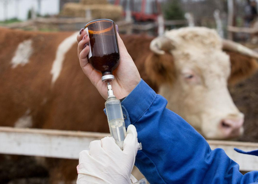 Veterinarian preparing an antibiotic injection syringe for cattle foot rot treatment