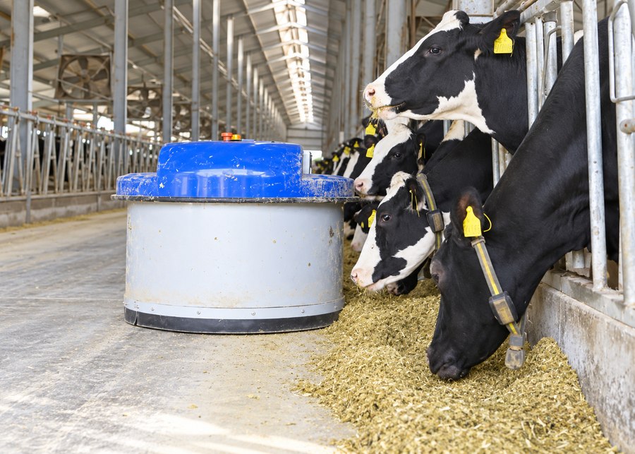 Automatic feed pusher moving TMR back toward dairy cows along the feed alley