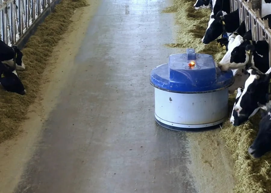 Automatic feed pusher robot moving TMR back into the cow-accessible zone