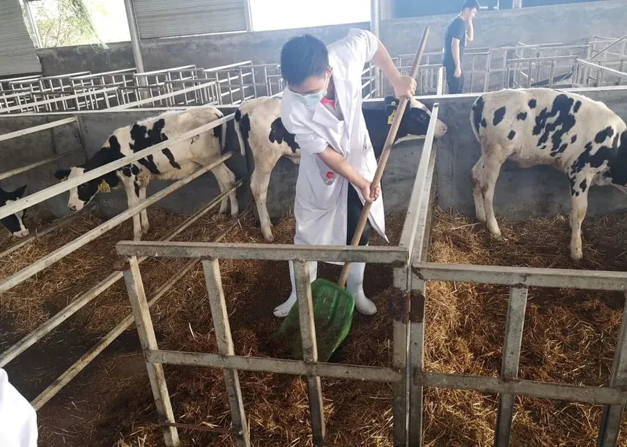 Worker removing used bedding and organic material from a calf pen before washing and disinfection
