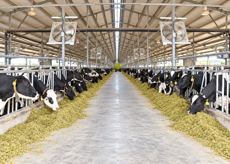 Commercial dairy barn feeding-area layout showing Headlocks, feed line and cow-flow routes