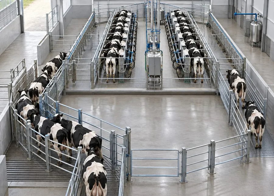 Dairy cow flow diagram from barn holding area milking parlor sorting and return lanes