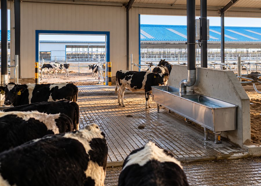 Dairy cows near a stainless steel water trough with reinforced non-slip flooring leading to the outdoor exercise area