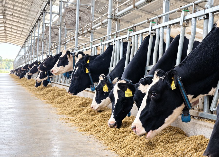 Dairy cows eating uniform TMR with adequate feed bunk space in a modern barn