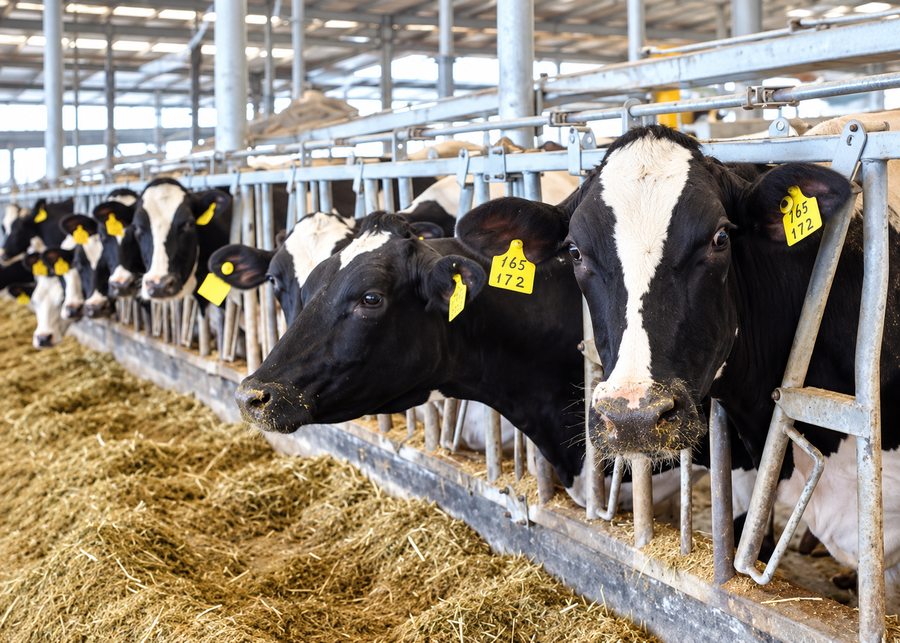 Dairy cows secured in self-locking headlocks along the feed bunk to reduce feeding competition