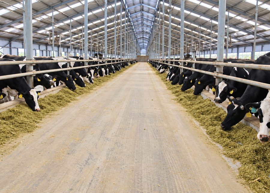 A herd of dairy cattle eating fresh TMR along the feed bunk in a commercial barn