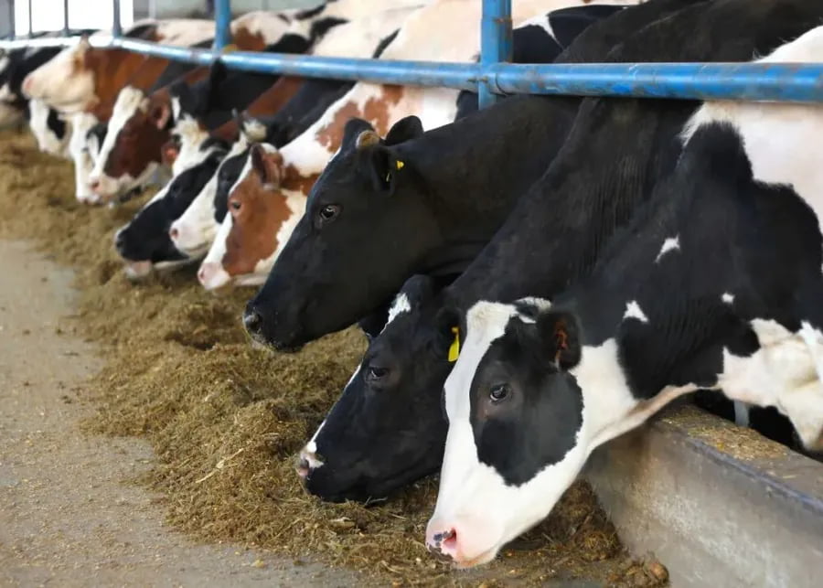 Dairy cows crowded together eating TMR along a feed barrier