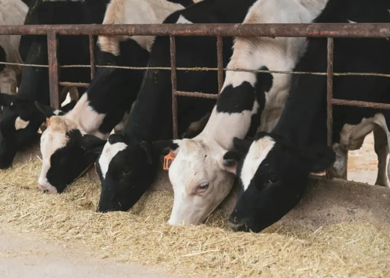 Scheduled Feeding vs. Free-Choice Feeding: Which Works Better for Dairy Cows?