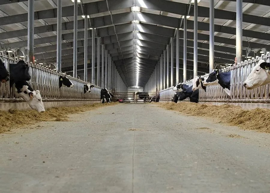 Dairy Cow Grouping and TMR Feeding by BCS Dairy cows grouped by body condition and lactation stage for precision TMR feeding