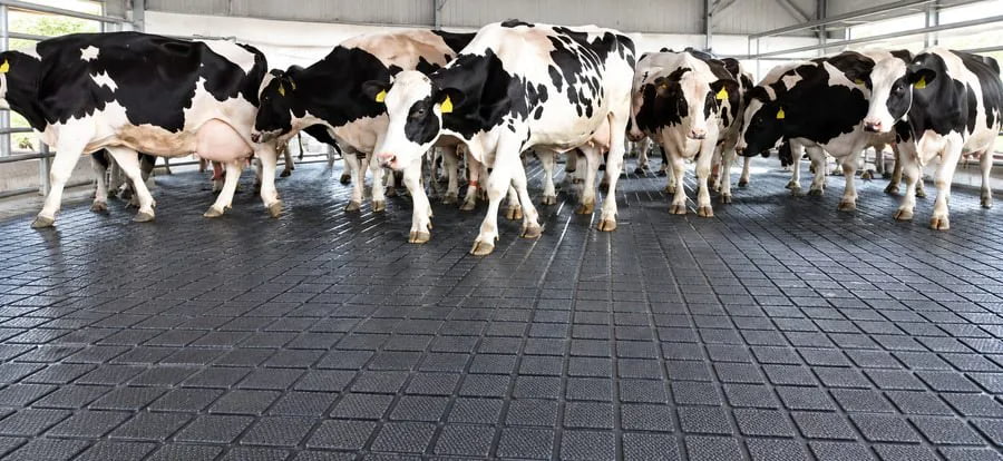 Asian Large-Scale Dairy