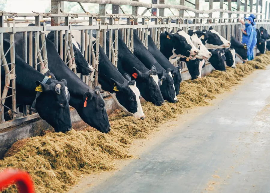 Dairy cows feeding through self-locking headlocks along a barn feed bunk