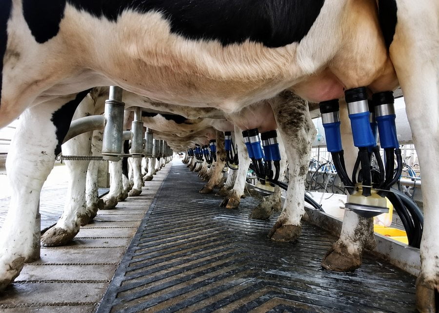 Dairy farm liner material installed in a milking cluster for teat contact