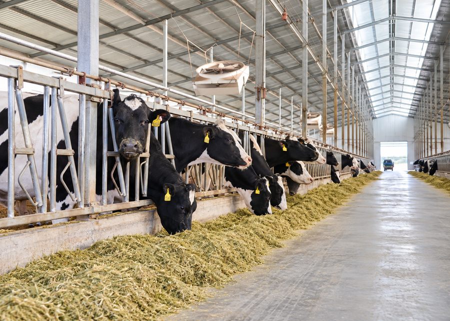 Dairy cows feeding on fresh TMR along the feed bunk secured by headlocks